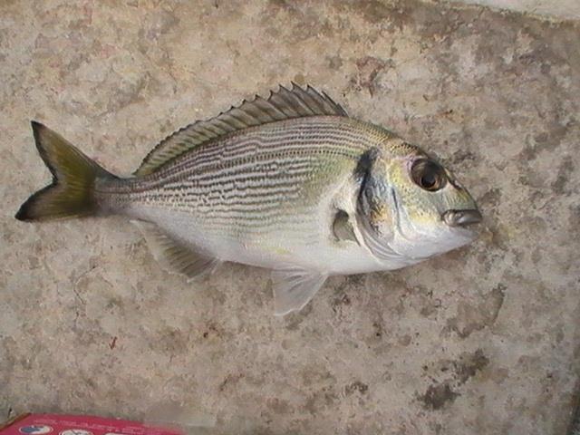 incep sa apara pesti din franta - 2013-08-14-170901-2.jpg